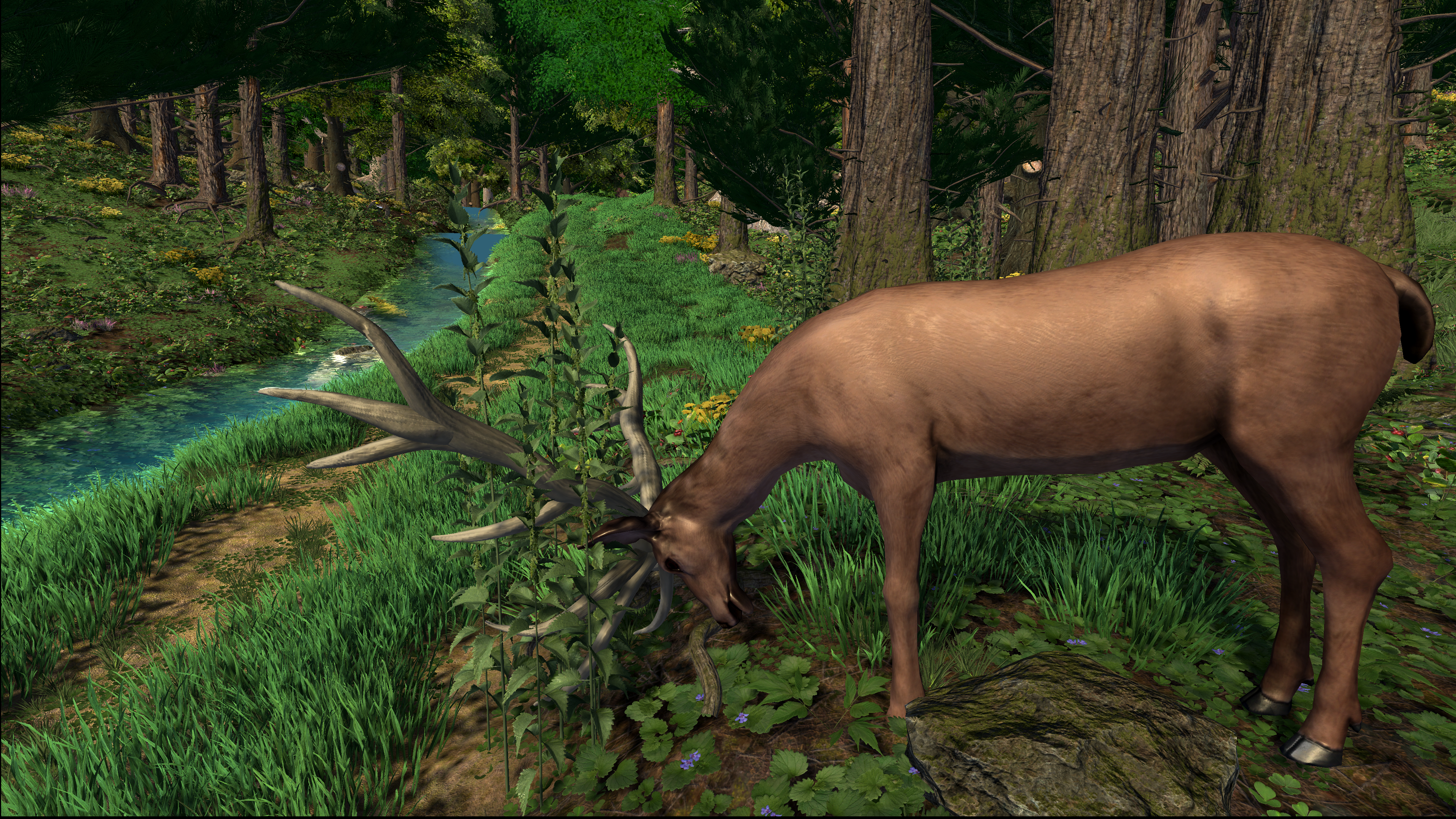 Sous Bois - Cerf dans la forêt